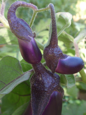 Late summer 2009 132